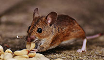 food-processing-facility-pest-control Experts in Sheffield Square